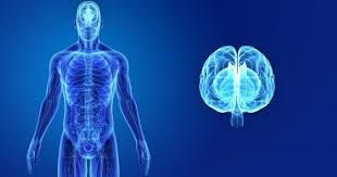 Nerve Fresh For Daily Nerve Support