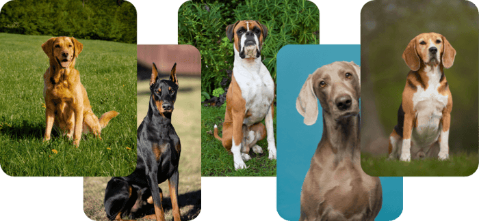 UltraK9 Pro results for dogs