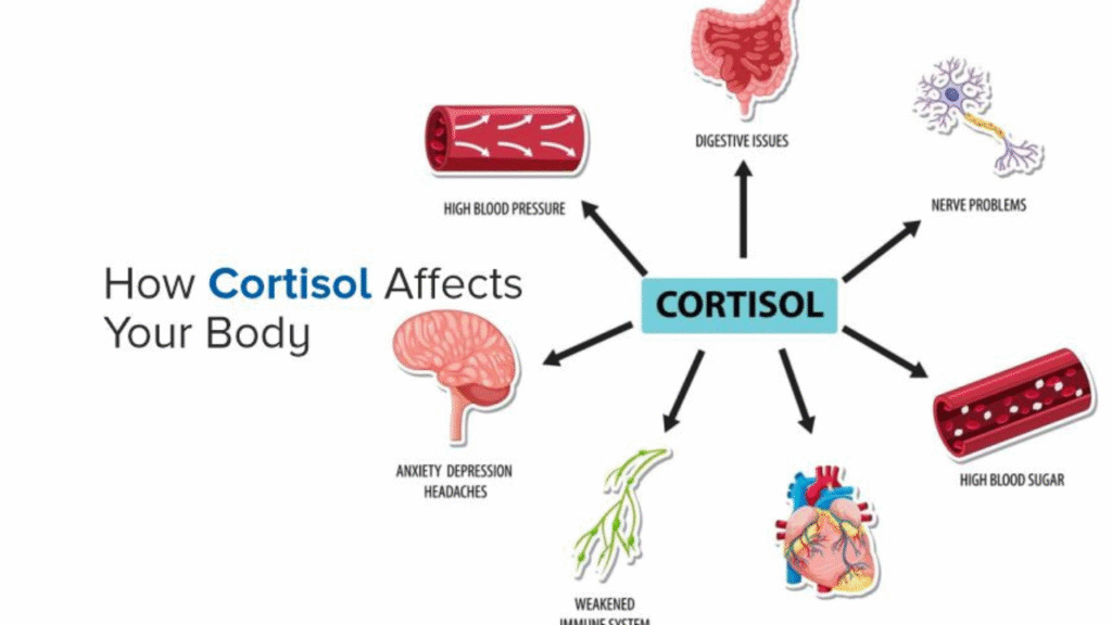 cortisol and stress-related weight gain
