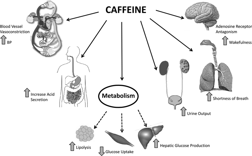 how caffeine supports metabolism and fat burning